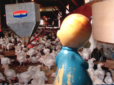 Lee Visits the Chicken CAFO